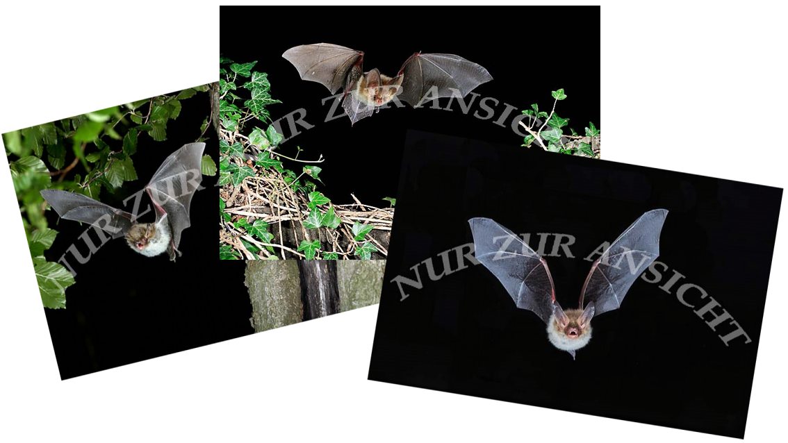 All About Bats - Postkarten Set mit 14 Fledermausmotiven im Flug